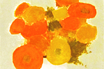 カトラン オレンジの花
