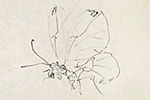 Fujita Tsuguharu (Leonard Foujita) Butterfly