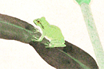 Higashiyama Kaii Frog