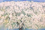 Nakajima Chinami A weeping cherry in Mt. Minobusan