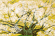Nakajima Chinami Jindai cherry blossom in Suzakura temple 2004