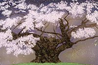 Nakajima Chinami Cherry blossom (Usuzumi Sakura)