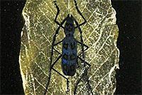 Kayama Matazo Long-horned beetle
