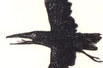Kayama Matazo Crow