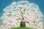 Nakajima Chinami Daigo cherry blossoms (5)