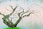 Nakajima Chinami Weeping cherry tree in Yumedono (1)