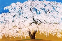 中島千波 高台寺の枝垂桜