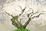 Nakajima Chinami Weeping cherry tree in Yumedono (3)