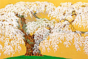 Nakajima Chinami Cherry blossom (Ooito Sakura) of Kanda