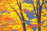 Higashiyama Kaii Glowing autumn leaves