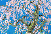 中島千波 荒巻の枝垂桜