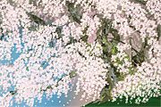 Nakajima Chinami Cherry Blossoms of Miharu (3)