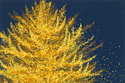 千住博　大イチョウ Ginkgo