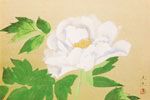 奥村土牛 牡丹