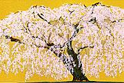 中島千波 久遠寺の瀧桜（３）