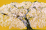 中島千波 久遠寺の瀧桜（３）