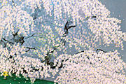 中島千波 明け乃月 三春の瀧桜