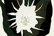 Saito Kiyoshi Epiphyllum oxypetalum(A)