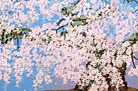 中島千波 桜花清々