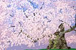 Nakajima Chinami Cherry blossom (Jindai Sakura)