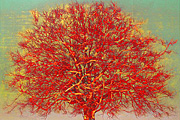 Hoshi Joichi Big tree(red)