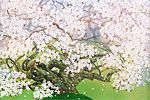 Nakajima Chinami Wild cherry-blossoms