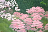 東山魁夷 吉野の春(新復刻画)