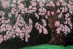 Nakajima Chinami Cherry blossoms at spring evening