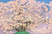 Nakajima Chinami A cherry tree n the morning when the flower bloomed