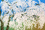 Nakajima Chinami A weeping cherry in Tenryuji Temple in the spring