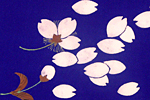 Hirayama Ikuo Cherry blossoms