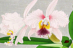 Nakajima Chinami Cattleya mossiae