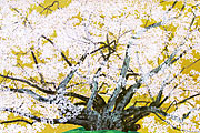 Nakajima Chinami Cherry blossoms (Jindaizakura in Suzakura Shrine) 1997