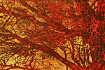 Hoshi Joichi Red branches