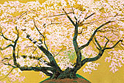 Nakajima Chinami Cherry blossom in the morning star