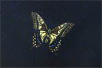 Kayama Matazo Butterfly