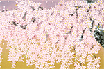 中島千波 神原の枝垂桜