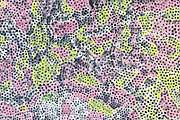 Kusama Yayoi The Flowering Shinano Road