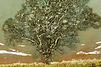 Hoshi Joichi A tree in a field (A)