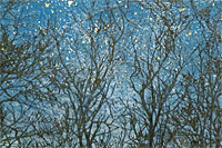 Hoshi Joichi Trees in starry sky