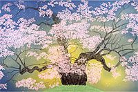 Nakajima Chinami Daigo cherry blossoms (2)