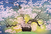 Nakajima Chinami Daigo cherry blossoms (2)