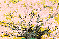 Nakajima Chinami Cherry blossoms (Jindaizakura in Suzakura Shrine)