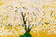 中島千波 天龍寺の清日枝垂桜