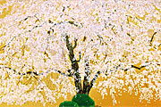 Nakajima Chinami A weeping cherry in Tenryuji Temple