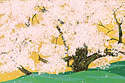 Nakajima Chinami Cherry blossom (Garyu Sakura)