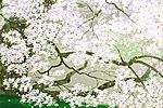Nakajima Chinami Cherry blossoms of ardent line