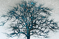 Hoshi Joichi Winter tree