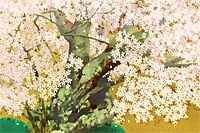 中島千波 醍醐の山桜