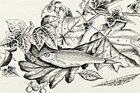 Hasegawa Kiyoshi Fishes on the leaves (crucian carps)